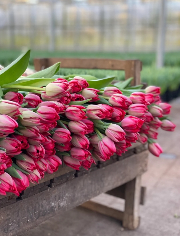 Valentine Tulips