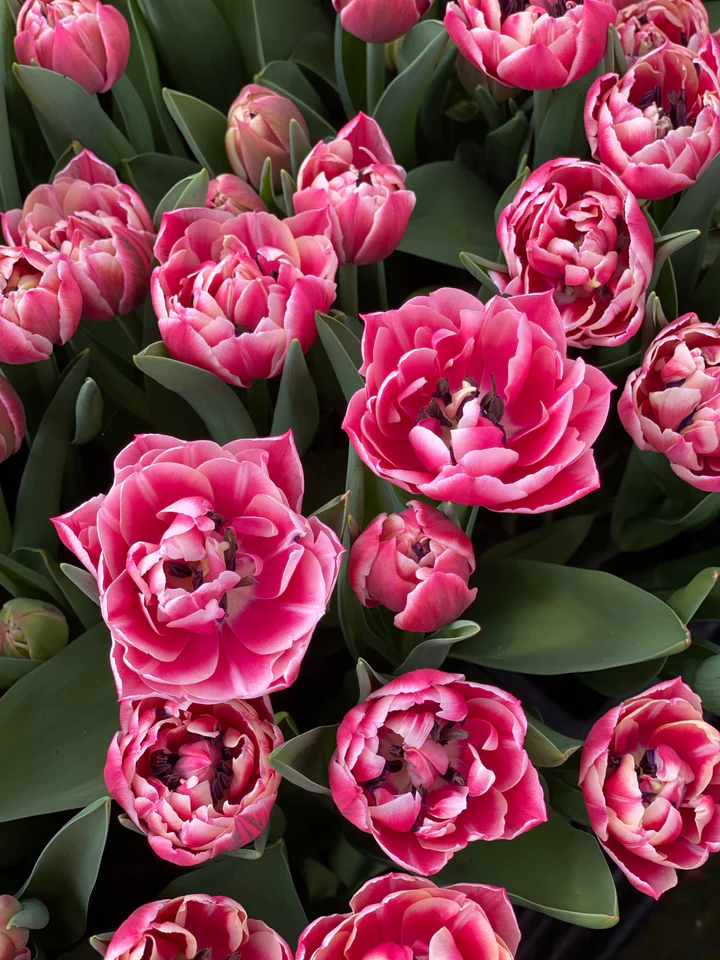 Valentine Tulips