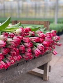 Valentine Tulips