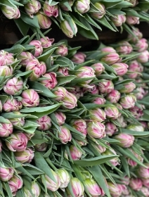 Valentine Tulips